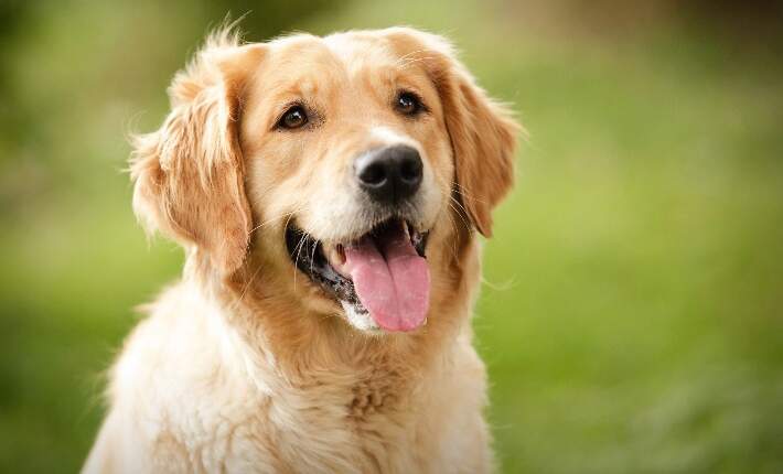 golden-retriever